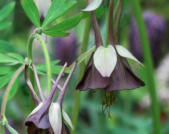 Aquilegia Bi-Color Chocolate Soldier Flower Seeds / Perennial   30+