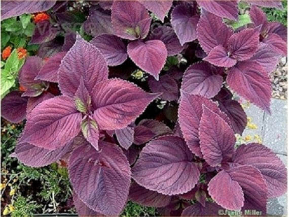 Original Pack 50 Purple Perilla Seeds Organic