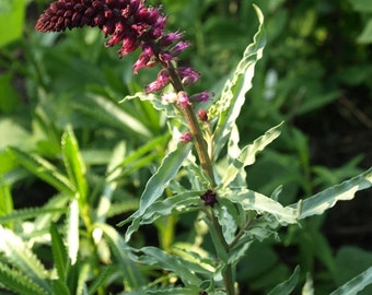 Burgundy Gooseneck Lysimachia Flower Seeds / Perennial 50+