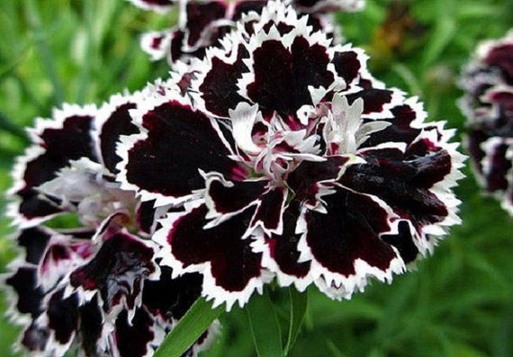 Black/White Velvet Lace Carnation Flower Seeds / Dianthus / Perennial 50+