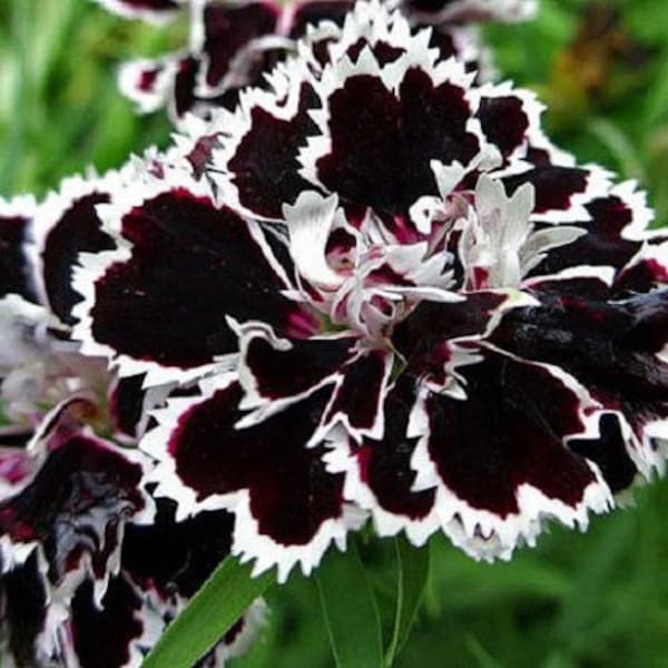 Black/White Velvet Lace Carnation Flower Seeds / Dianthus / Perennial   50+