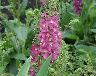 Dark Pink Rosetta Verbascum Flower Seeds / Phoenicium / Perennial / 50+