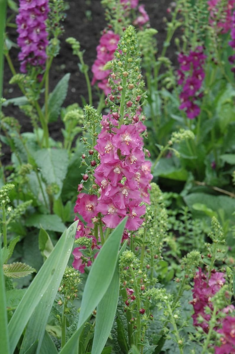 Dark Pink Rosetta Verbascum Flower Seeds / Phoenicium / Perennial / 50 image 1