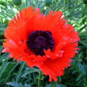 Orange Scarlet Orientale Poppy Flower Seeds / Papaver/ Perennial  100+