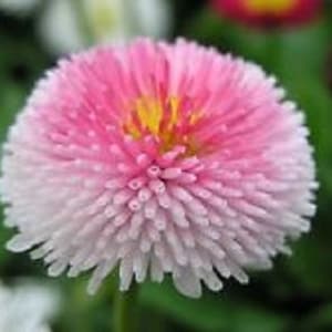 Bellis Strawberries & Cream Daisy Flower Seeds / Tasso / Perennial 50 image 1