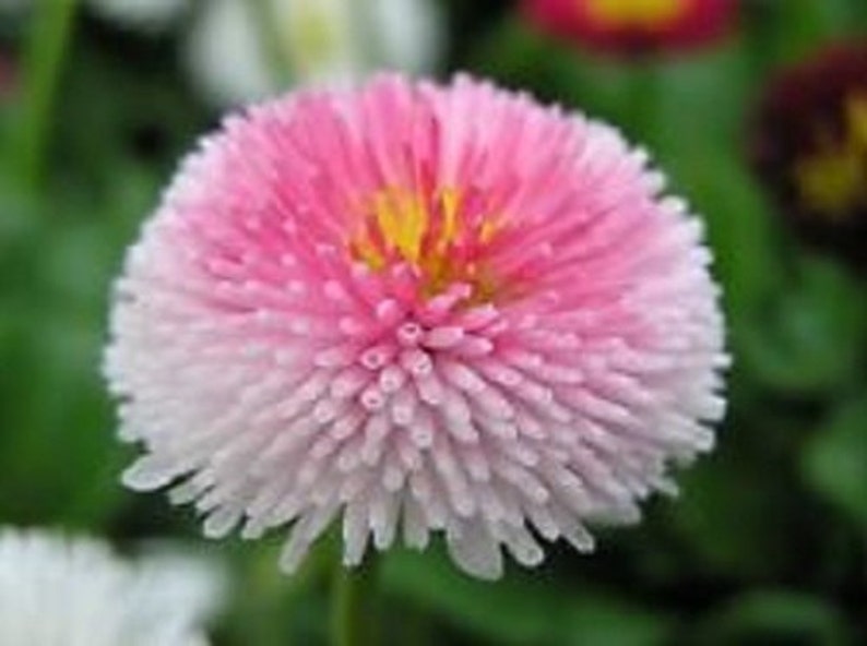 Bellis Strawberries & Cream Daisy Flower Seeds / Tasso / Perennial 50 image 1