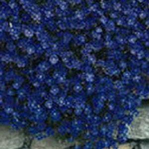 Aubrieta Rock Cress Blue Flower Seeds / Perennial  50+