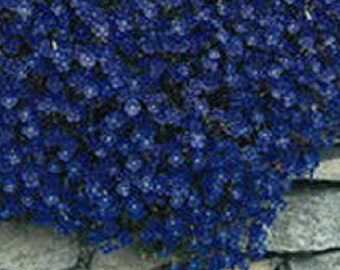 Aubrieta Rock Cress Blue Flower Seeds / Perennial  50+
