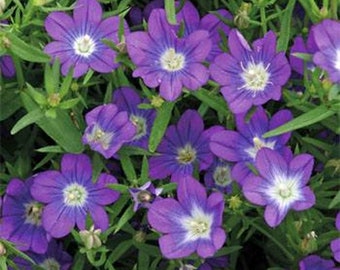 Violet Blue Legousia Flower Seeds/Annual/75+