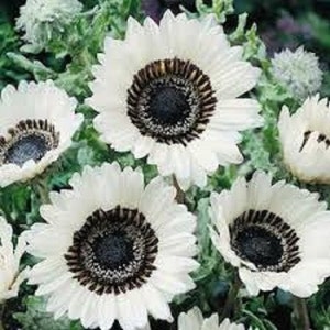 White Venidium Flower Seeds / Monarch Of The Veldt / Annual 75+