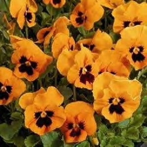 Swiss Giant Orange Scarlet Flame Viola Pansy Flower Seeds / Biennial  35+