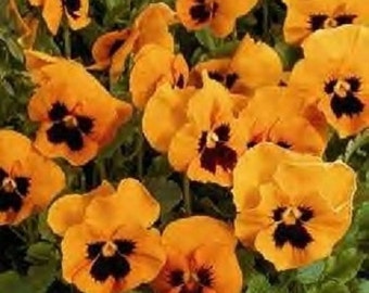 Swiss Giant Orange Scarlet Flame Viola Pansy Flower Seeds / Biennial  35+