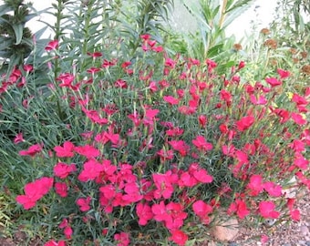 Red Maiden Pink Dianthus / Perennial  50+