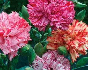 Chabaud Mix Carnation Flower Seeds / Dianthus / Perennial 50+