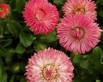 Salmon Pink Robella Bellis Flower Seeds / Perennial   50+
