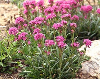 Pink Lychnis Alpina Flower Seeds / Perennial  50+