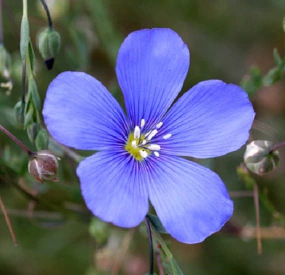 Blue Flax Flower Seeds / Linum Rubrum/ Perennial 75 | Etsy