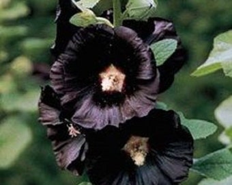 Black Hollyhock Flower Seeds / Alcea / Perennial  50+