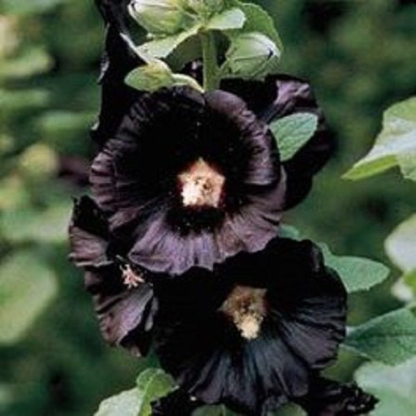 Black Hollyhock Flower Seeds / Alcea / Perennial  50+