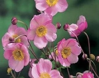 Pink Anemone Flower Seeds / Japonica / Perennial  30+