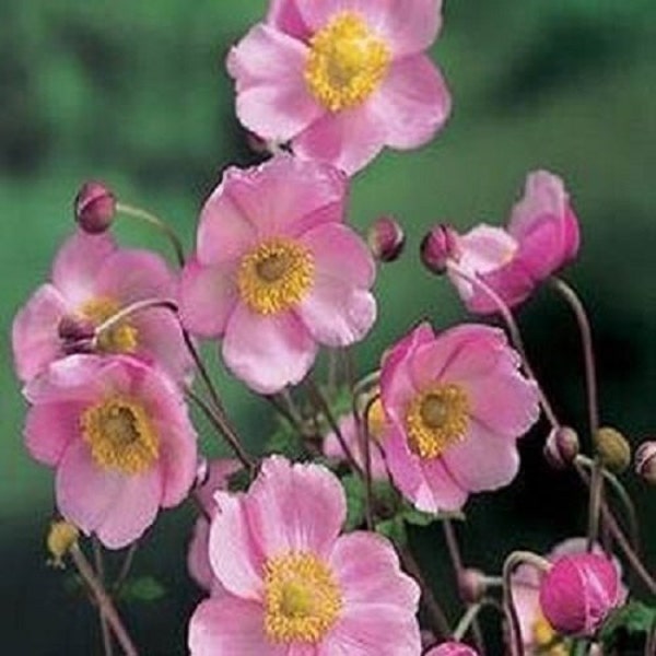 Pink Anemone Flower Seeds / Japonica / Perennial  30+