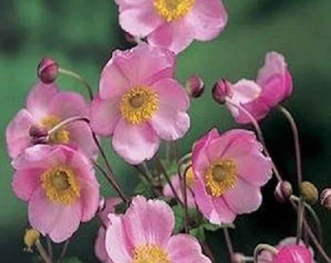 Pink Anemone Flower Seeds / Japonica / Perennial 30 Etsy