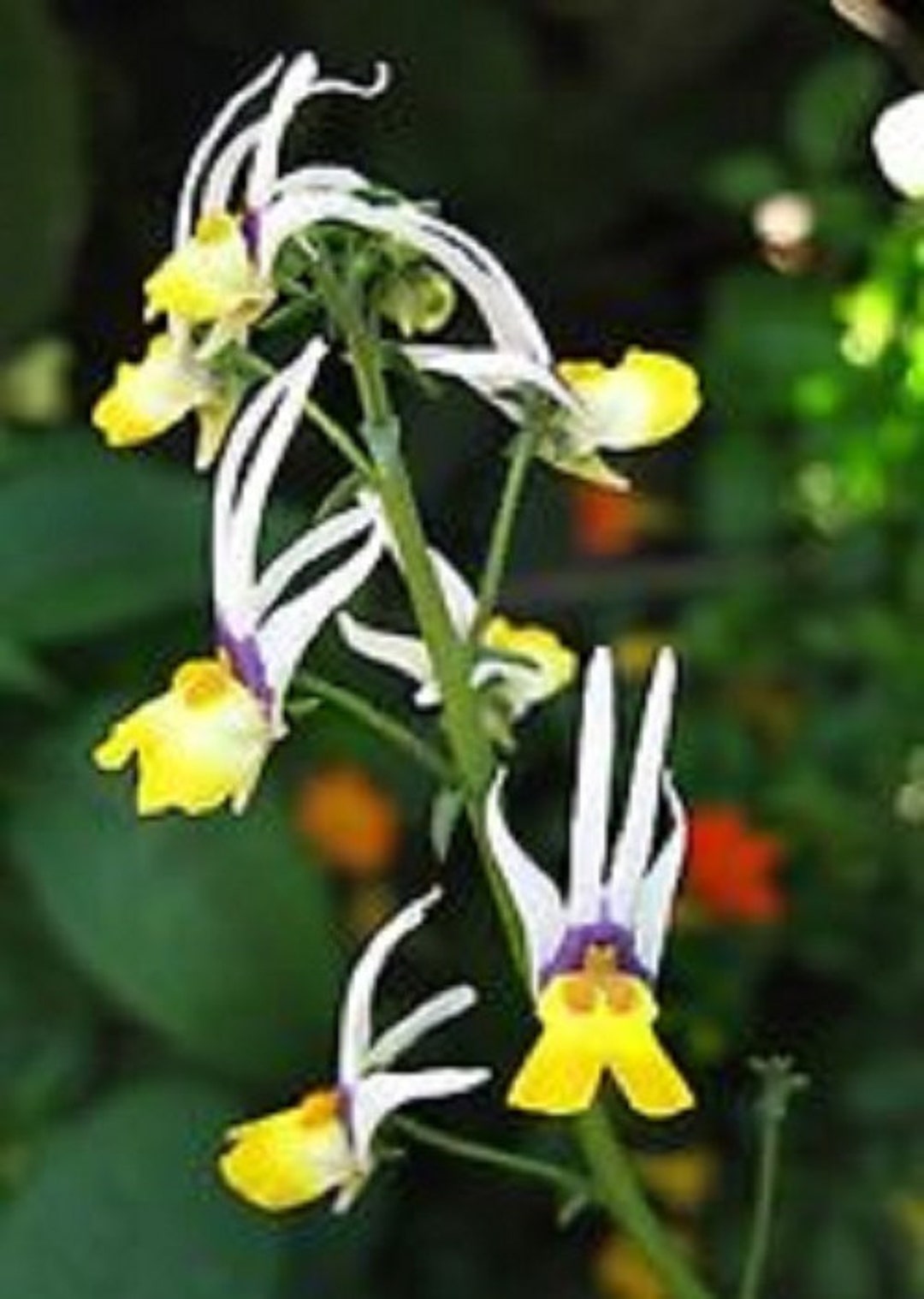 Nemesia Masquerade BiColor Flower Seeds / Cheiranthus / Annual 40