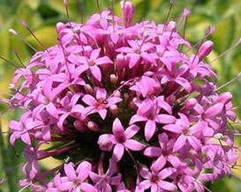 Pretty Pink Crossworts Flower Seeds / Crucianella / Phuopsis / Perennial 50+