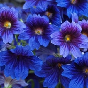 Blue Stained Glass Flower Seeds / Salpiglossis / Annual  50+