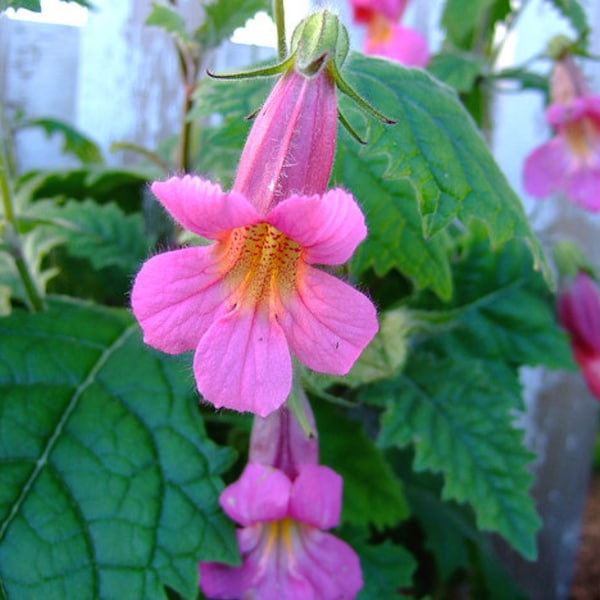 Rosy Purple Chinese Foxglove Flower Seeds / Perennial 50+