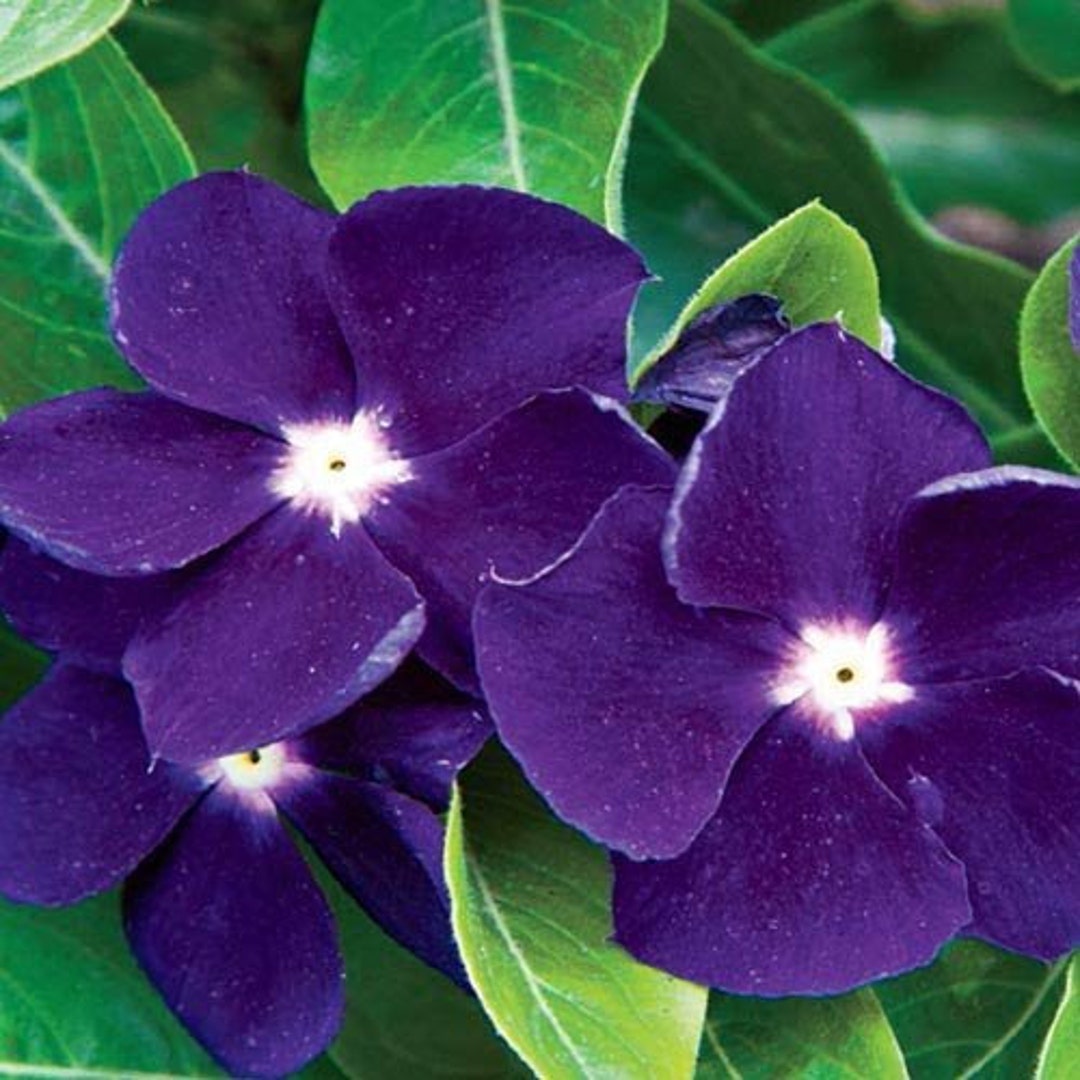 Vinca Sunstorm Purple Periwinkle Flower Seeds / Annual 40 Etsy