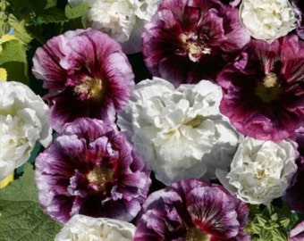 Graines de fleurs de rose trémière double Blackberry Ripple / Alcea / Vivace de 35 ans et plus