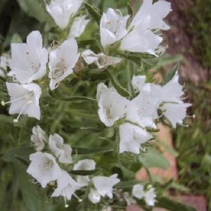 Echium White Bedder Flower Seeds / Plantagineum/ Biennial   50+