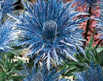 Metalic Blue Sea Holly Flower Seeds / Eryngium / Perennial  25+