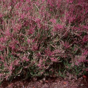 Heather Calluna Vulgaris Flower Seeds / Perennial 50+