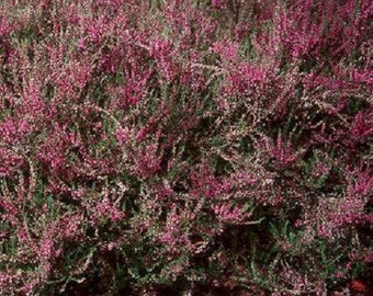 Heather Calluna Vulgaris Flower Seeds / Perennial 50+