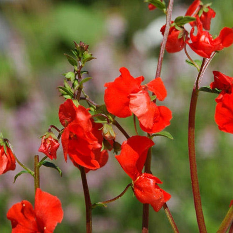 Scarlet Red Mask Flower Seeds / Alonsoa Warscewiczii / Perennial 50 image 1