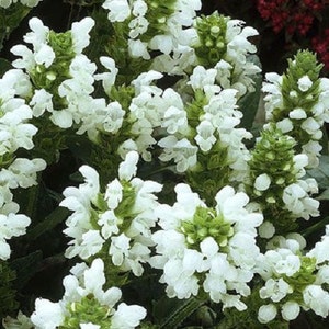 White Prunella Grandiflora Flower Seeds / Perennial 50+