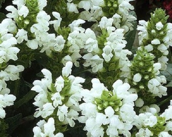 White Prunella Grandiflora Flower Seeds / Perennial 50+