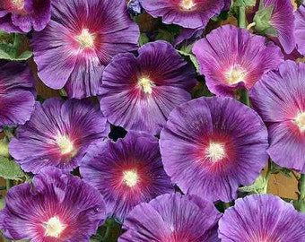 Purple Hollyhock Flower Seeds / Alcea / Perennial  50+