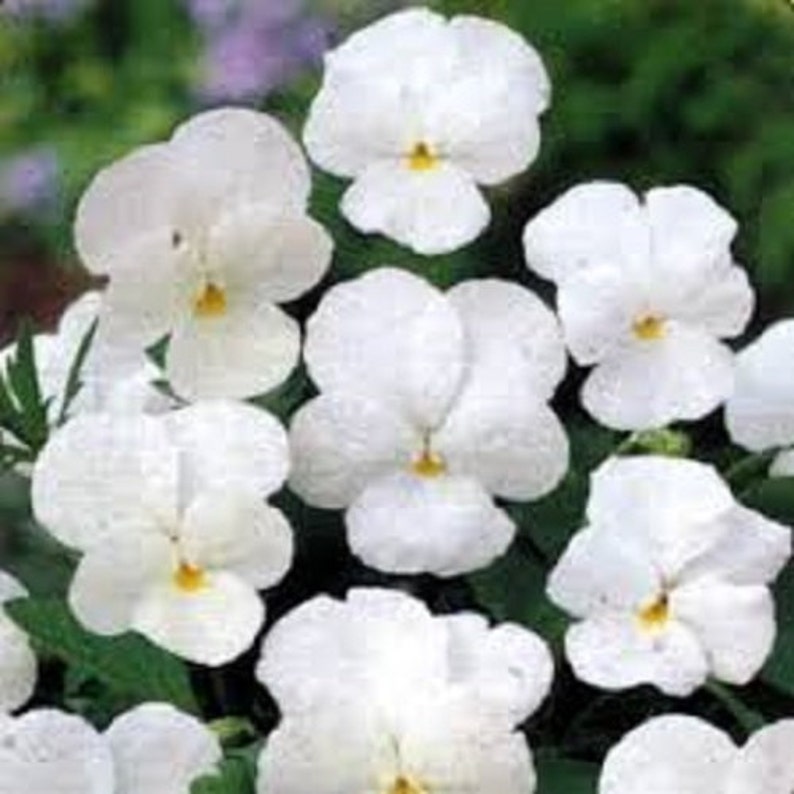 White Clear Crystals Viola Pansy Flower Seeds / Wittrockiana / Biennial 35 image 1