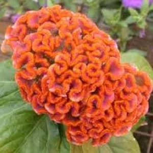 Orange Celosia Cockscomb Flower Seeds/Cristata/Annual 30+