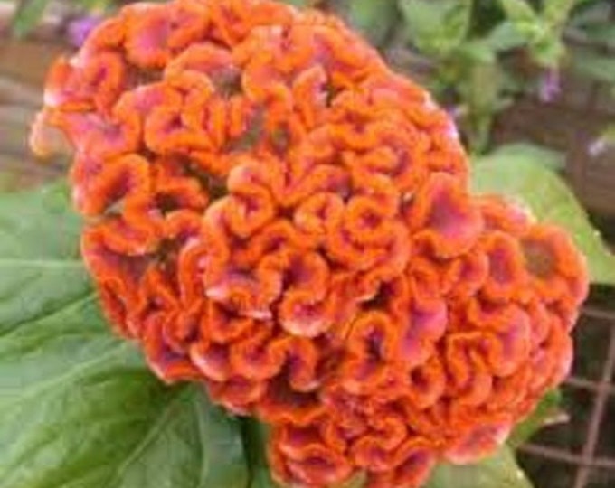 Orange Celosia Cockscomb Flower Seeds/cristata/annual 30+ - Etsy