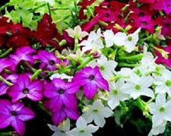 Nicotiana Fragrant Delight Mix Flower Seeds / Annual  50+