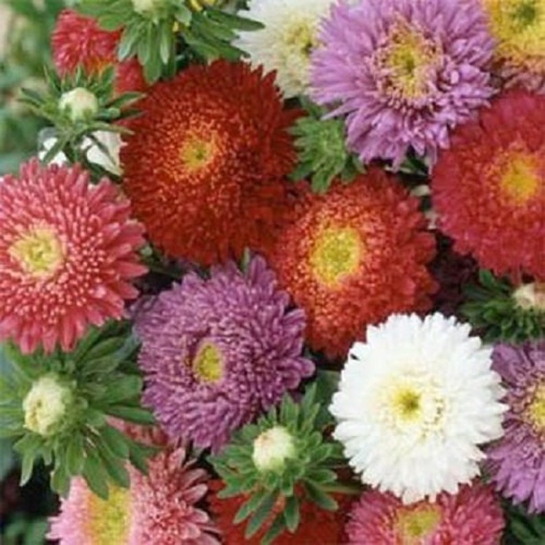 Aster Powder Puff Mix Flower Seeds / Annual 75 Etsy