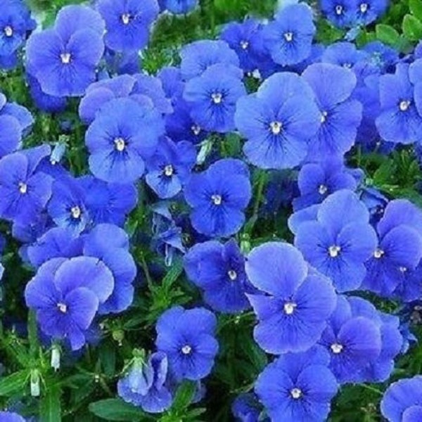 Perfection Blue Viola Flower Seeds / Perennial / 75+
