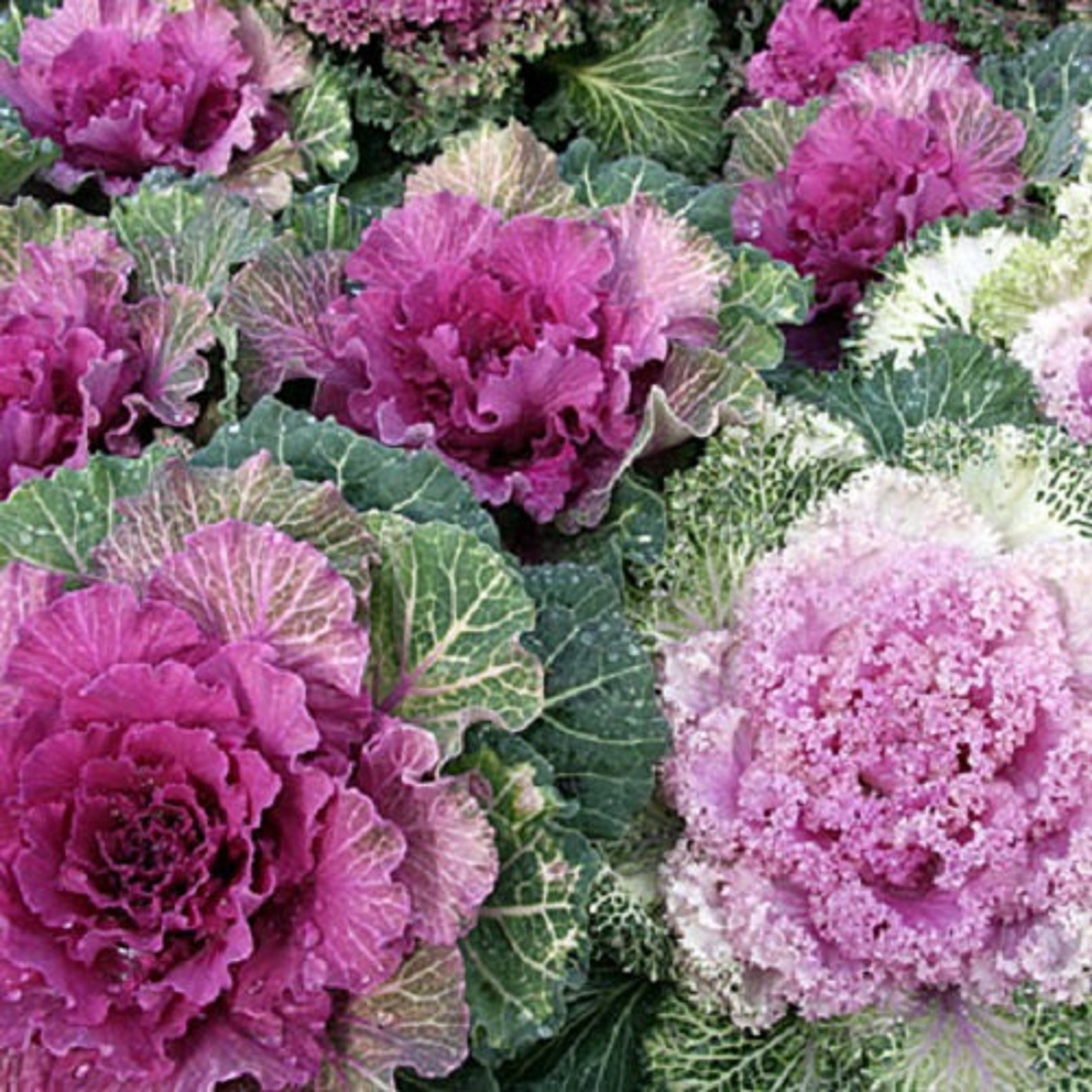 Ornamental Kale Flower Seeds / Annual 50 Etsy