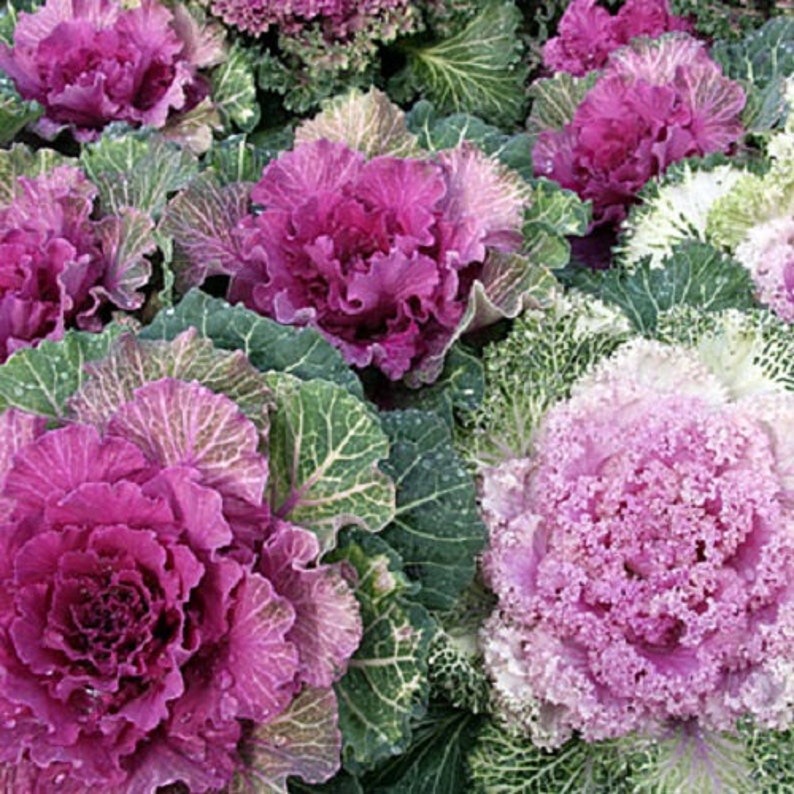 Ornamental Kale Flower Seeds / Annual 50 Etsy
