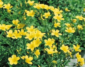 Yellow Flax Flower Seeds / Linum / Flavum Compactum / Perennial 50+