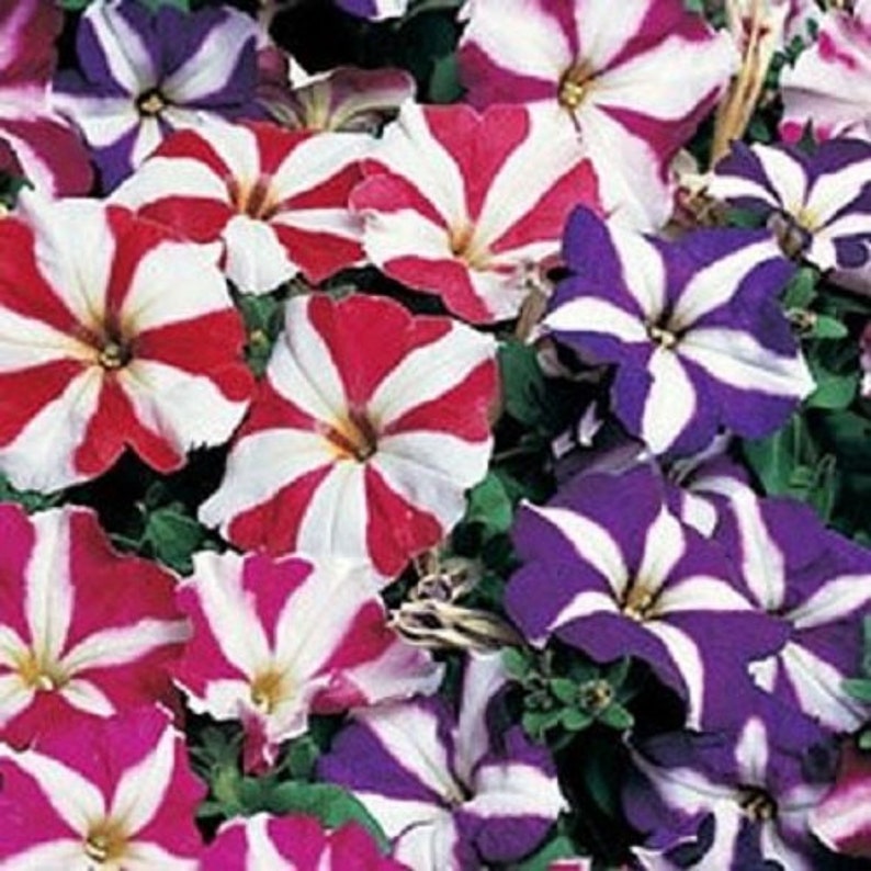 Petunia Multiflora Star Mix Flower Seeds / Annual 50 image 1